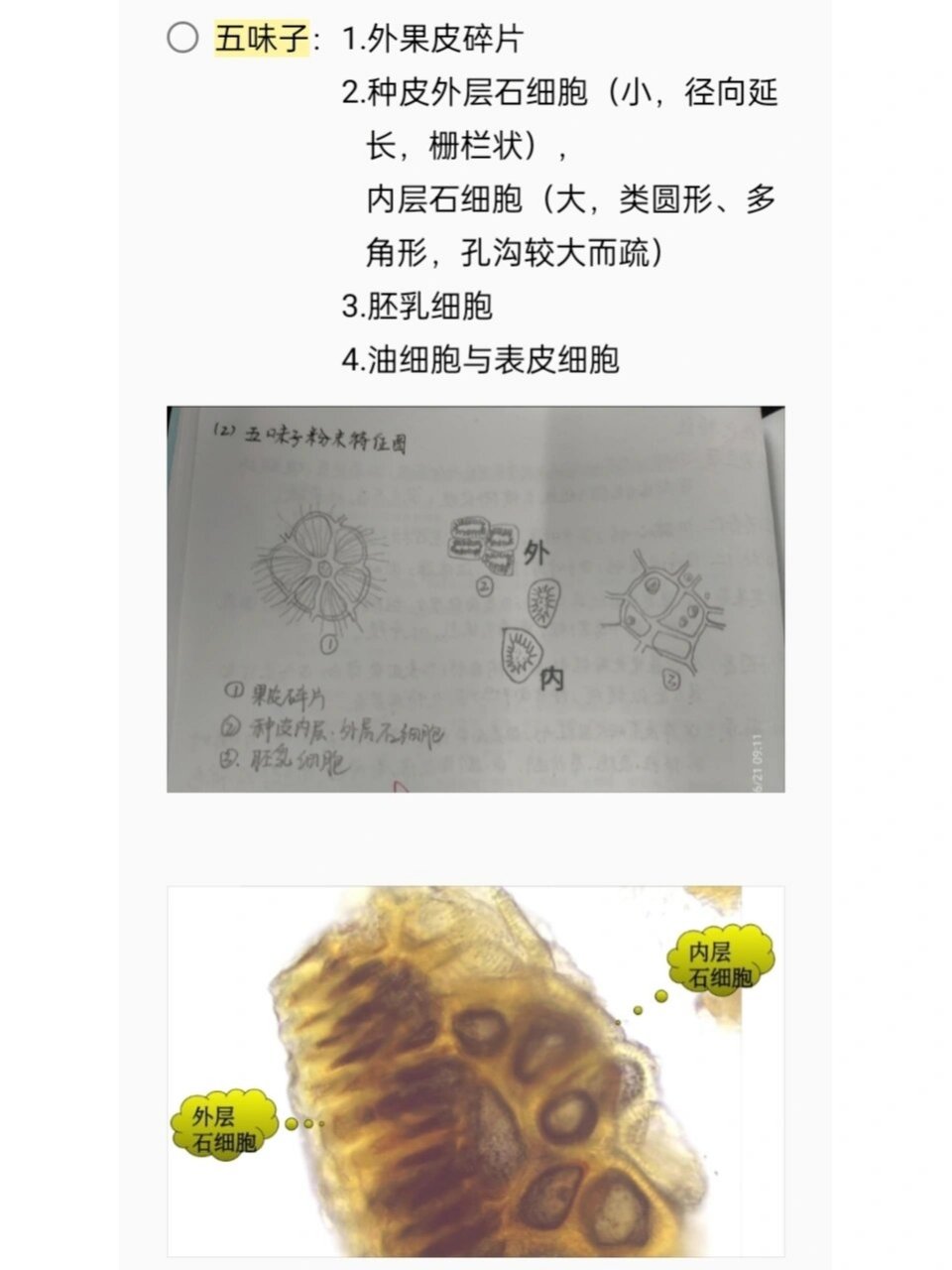 嵌晶纤维,砂晶 3.棕色块 4.表皮细胞碎片 2⃣黄连:1