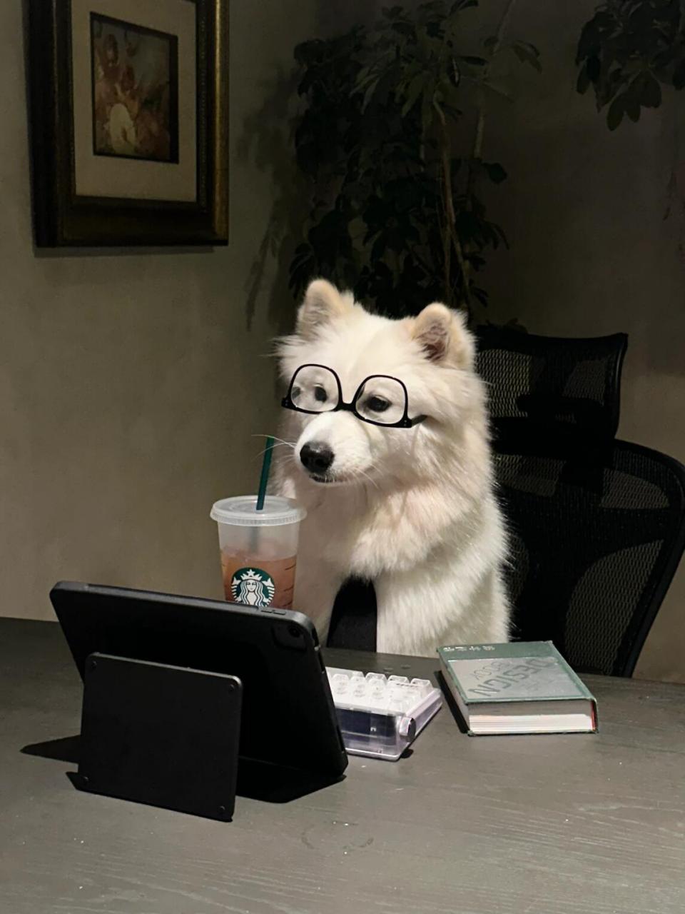 萨摩耶# #狗狗日记# #狗狗日常# #狗狗头像# #狗狗上班# #狗狗戴眼镜