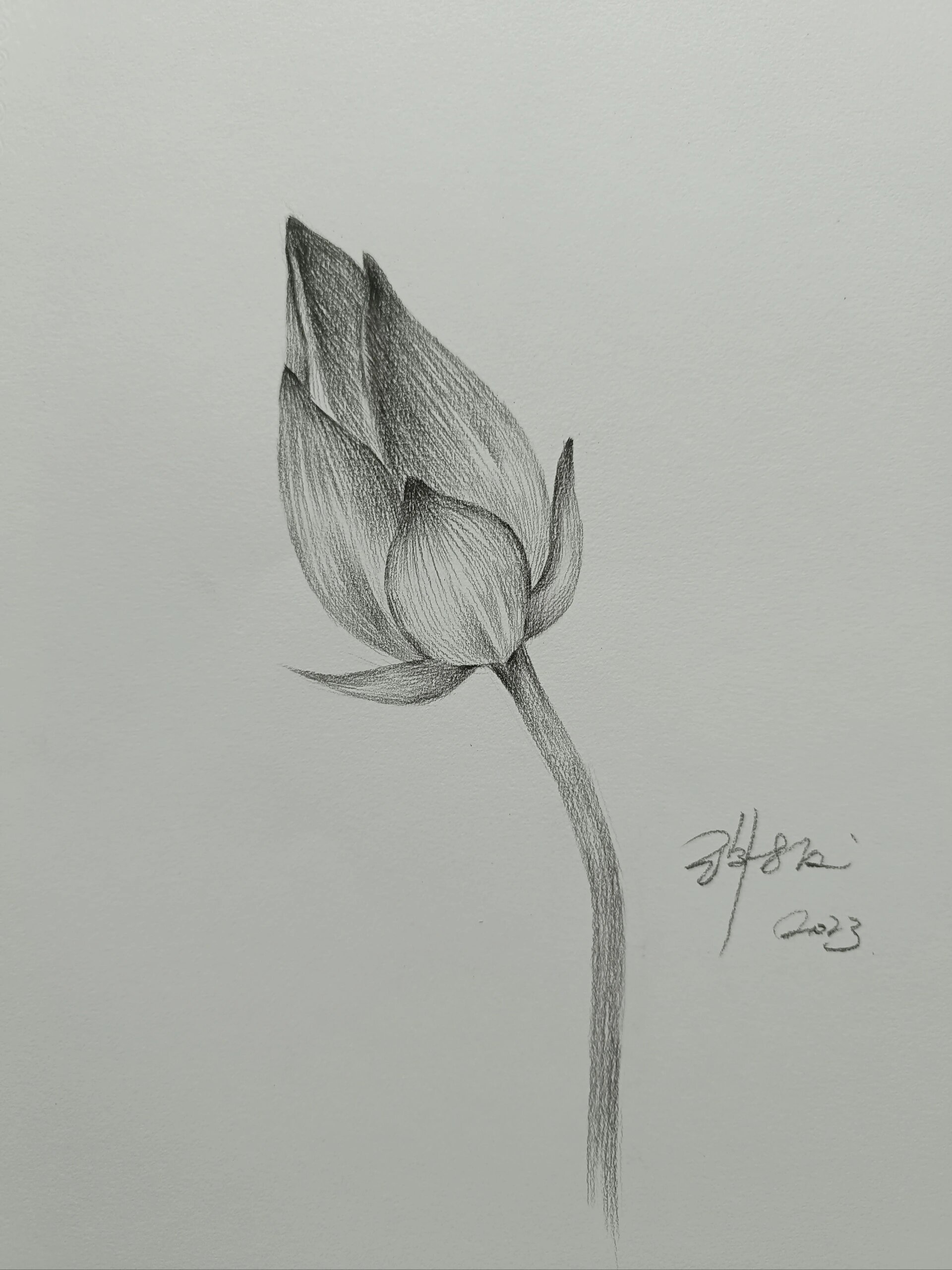 零基础素描教学——(荷花1