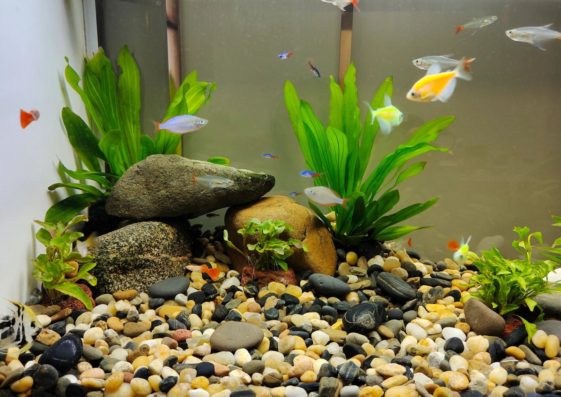 新手如何玩好60公分鱼缸造景?