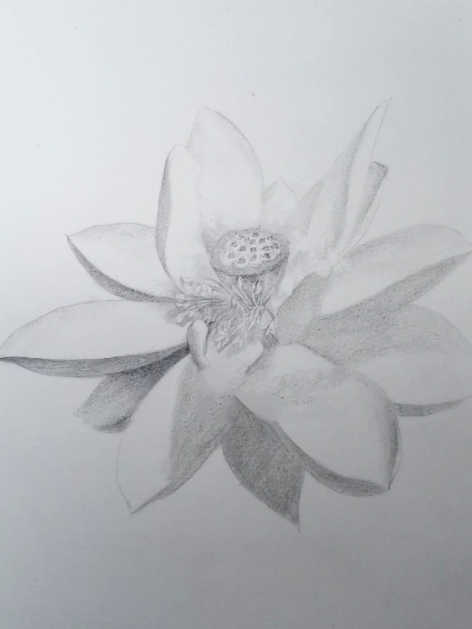 一朵莲花铅笔绘画 荷花自古以来就是受人们追捧的花卉,古人称荷花为花