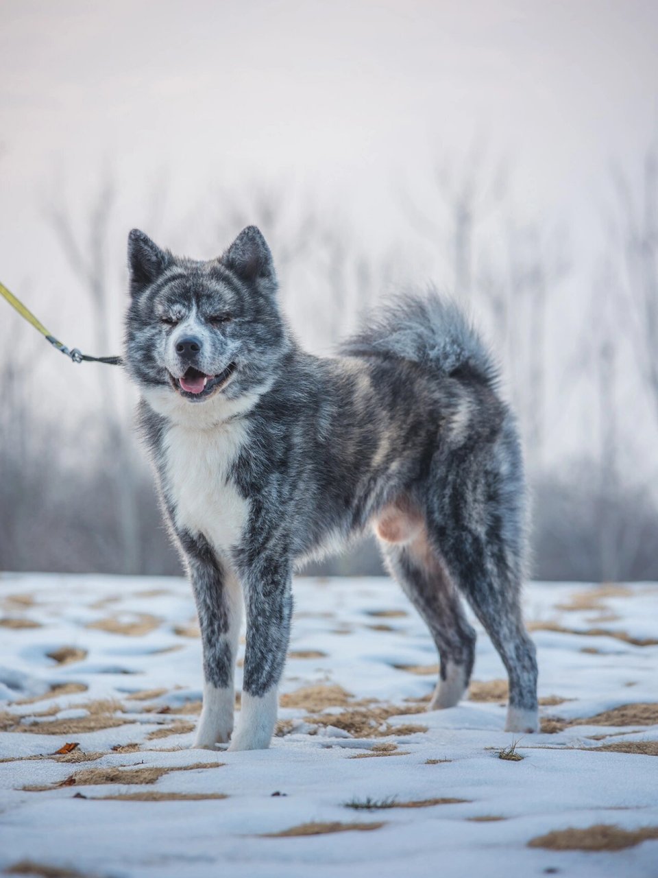 国内唯一一只日本进口公霜降虎斑秋田犬