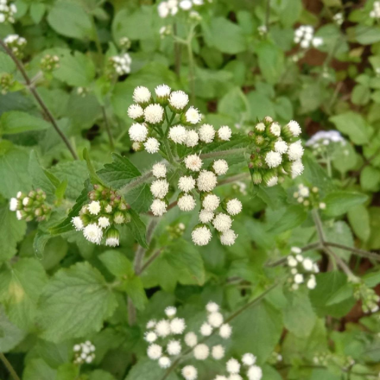 白花臭草功效图片