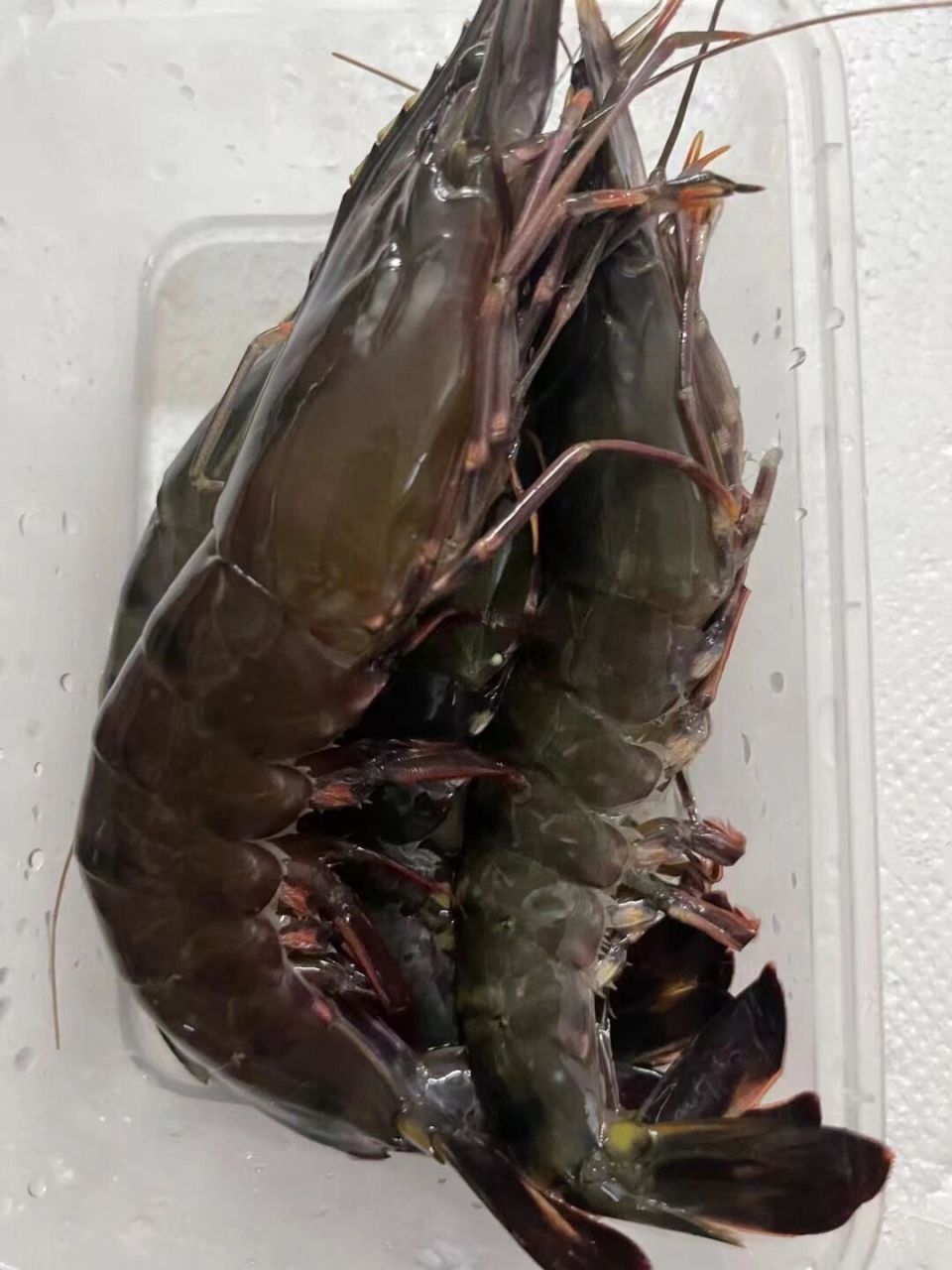 黑虎虾简介 黑虎虾俗称老虎虾 在我国又被称为【鬼虾】 因体型巨大,虾