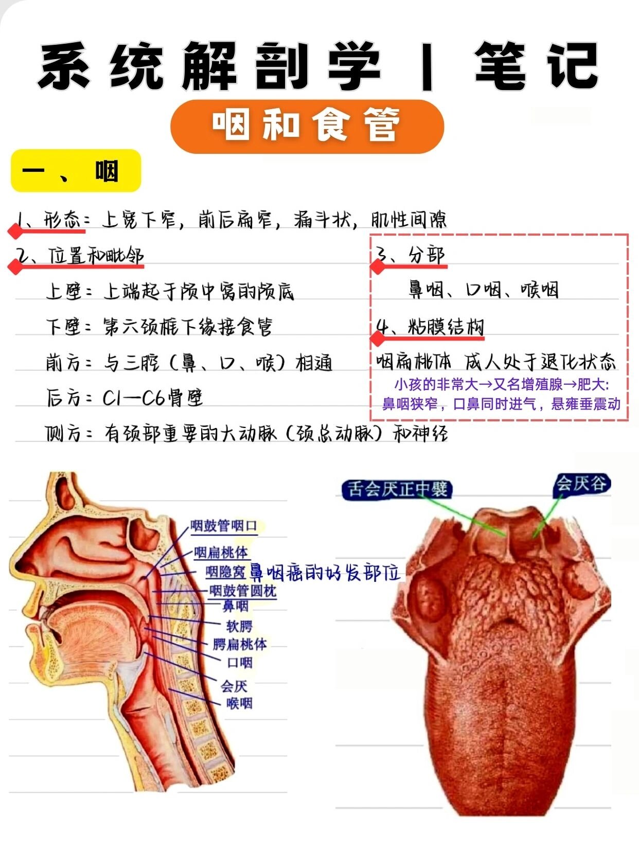 系统解剖学 咽和食管 73学习打卡day12