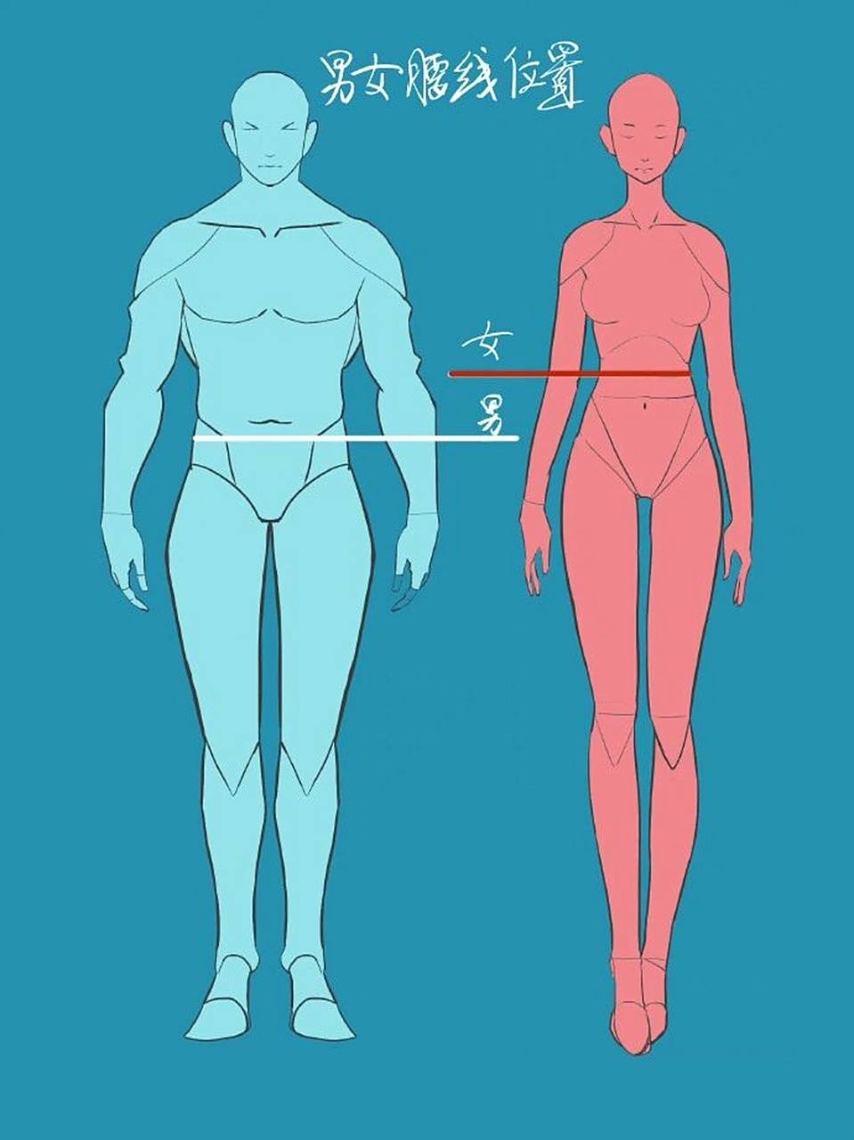 男女人体结构差异