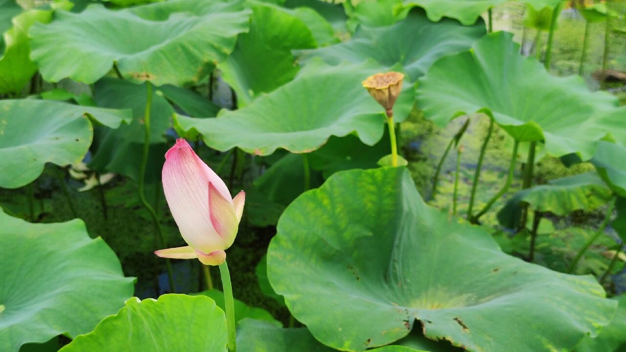 周末好去处:广州市花都红山村(花田小镇)
