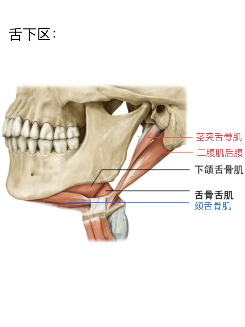 舌下构造图图片