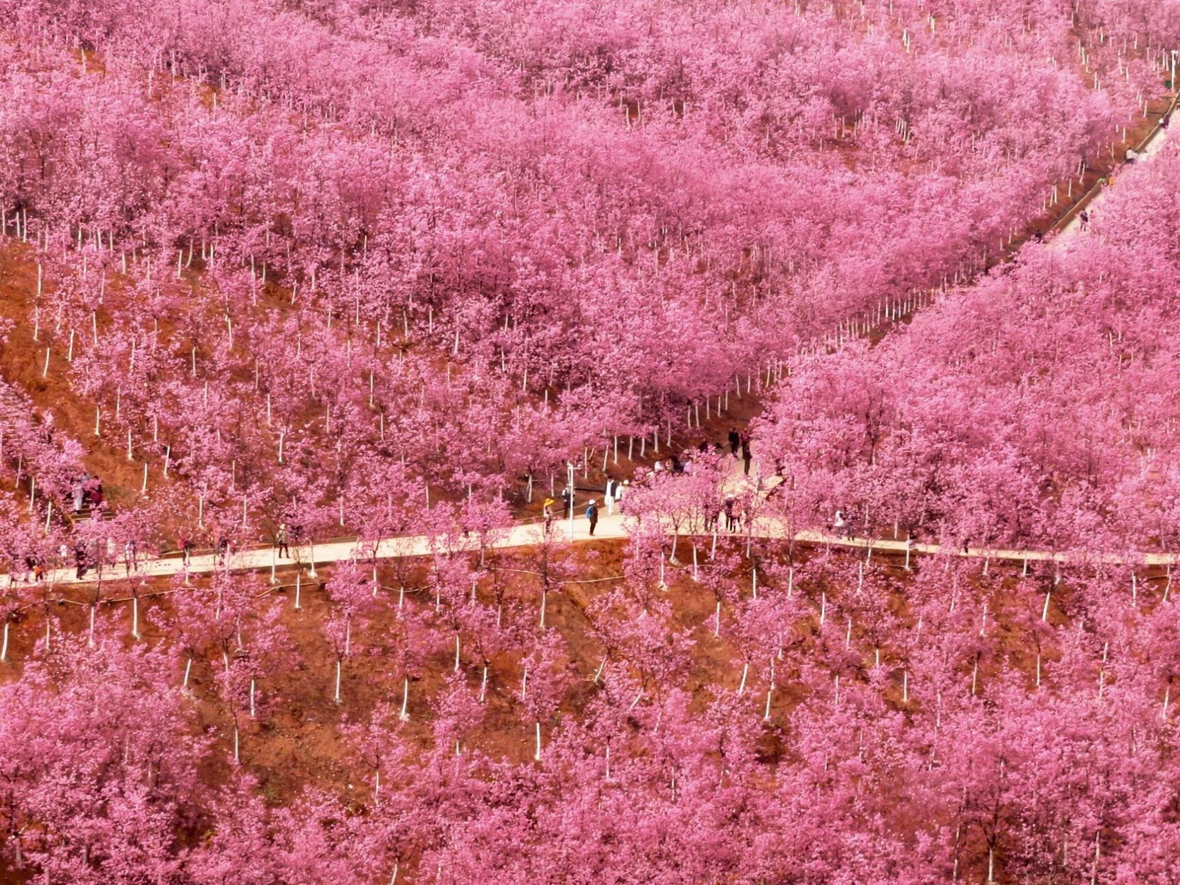 昆明宜良山后樱花谷图片