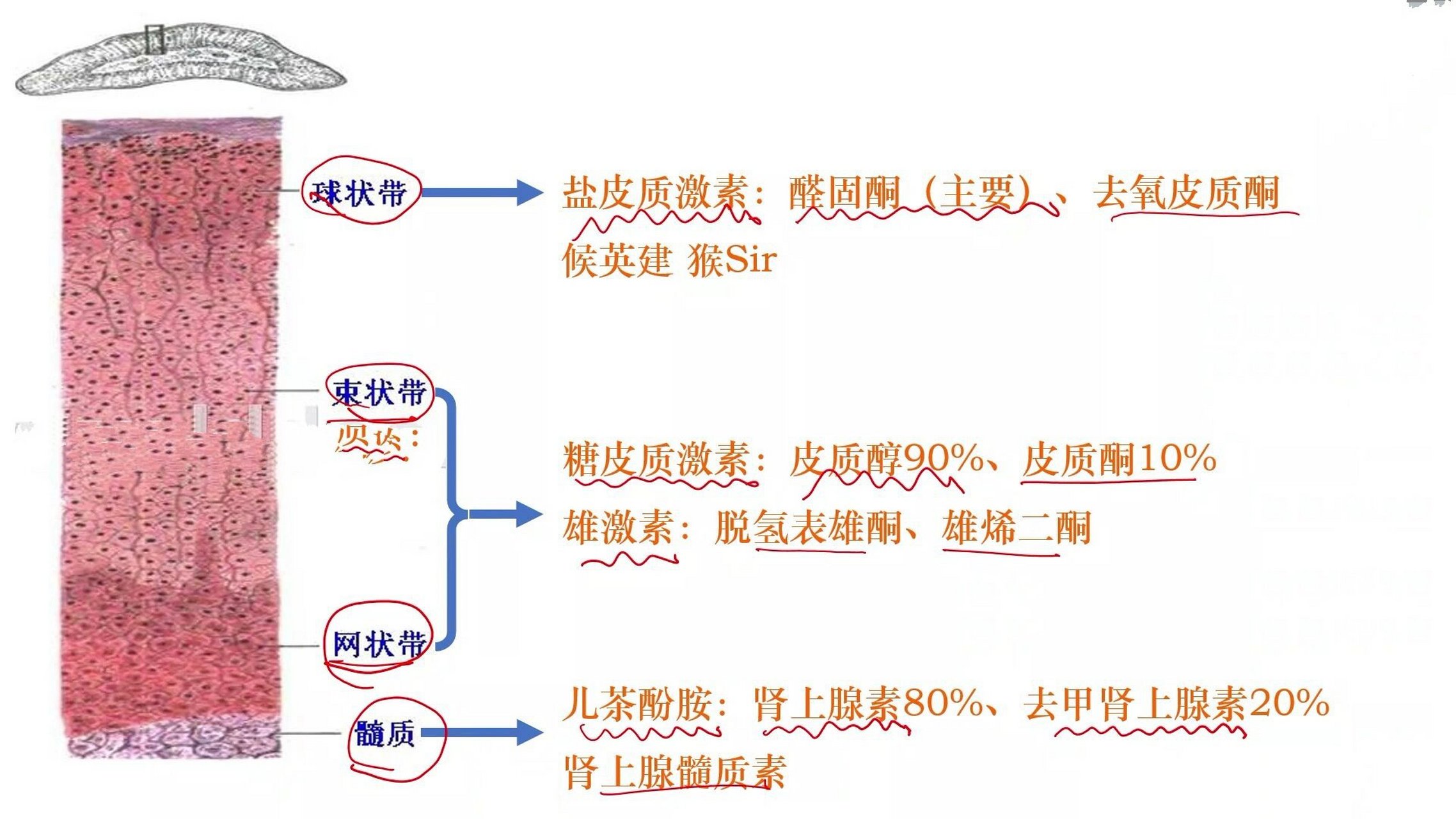 复习一下内分泌 肾上腺皮质—球状带分泌以醛固酮为主的盐皮质激素