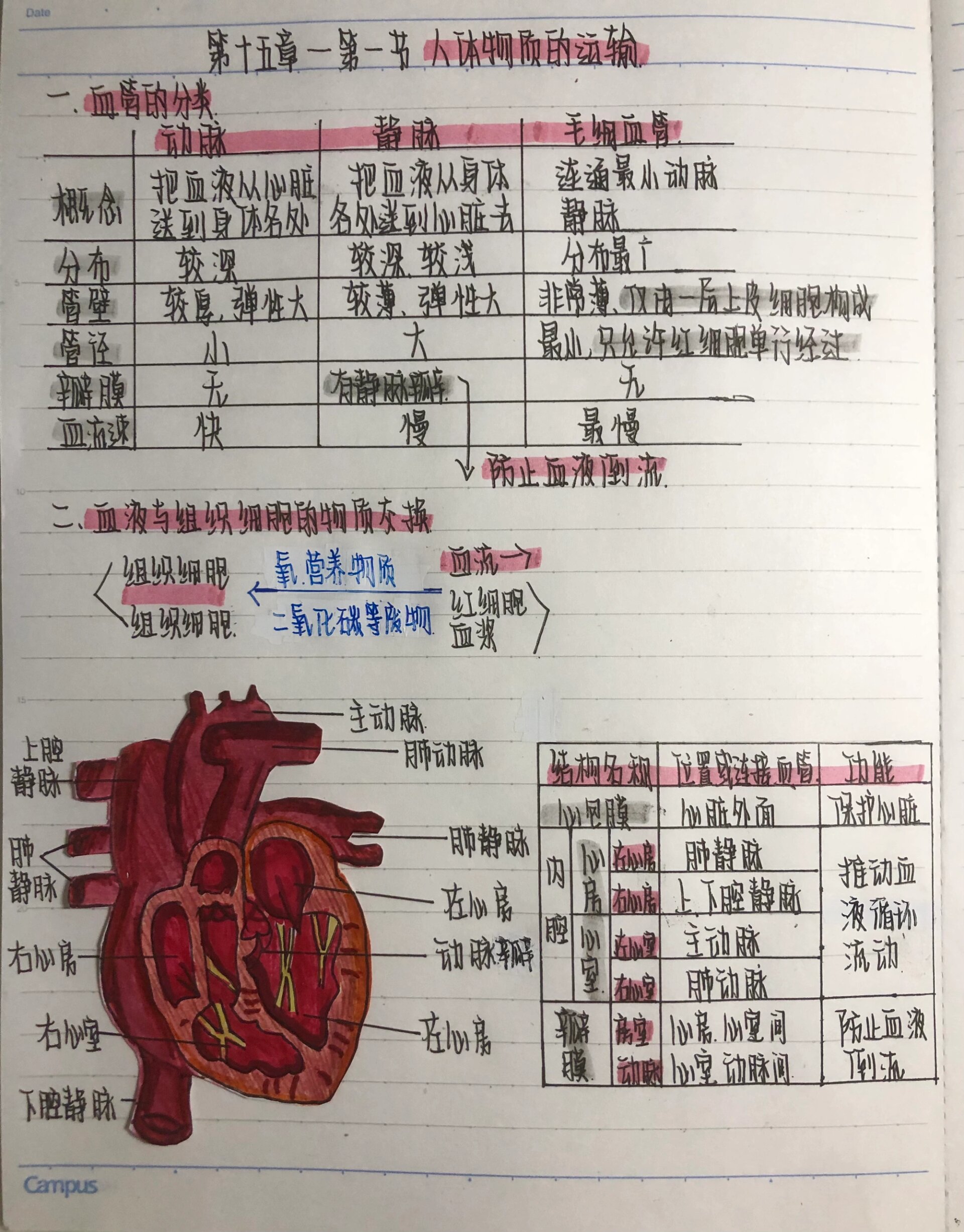 八上生物笔记 人体物质的运输