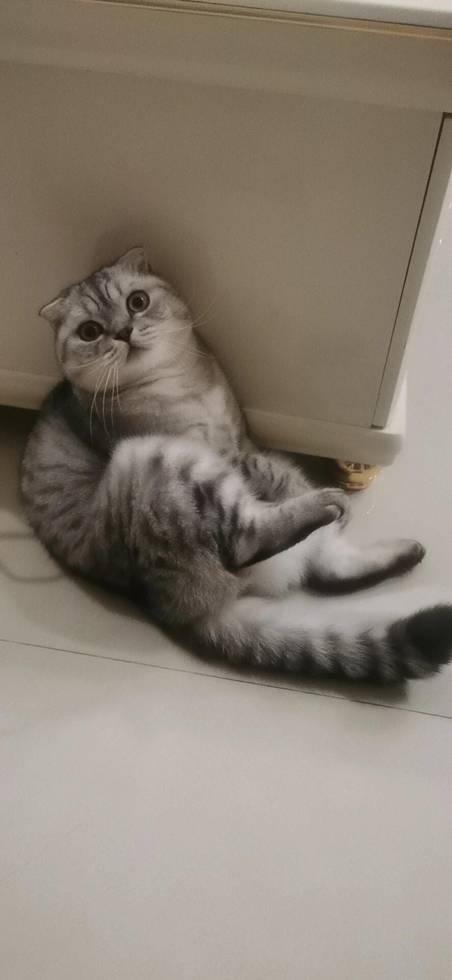 这些姿势是折耳猫发病了吗?