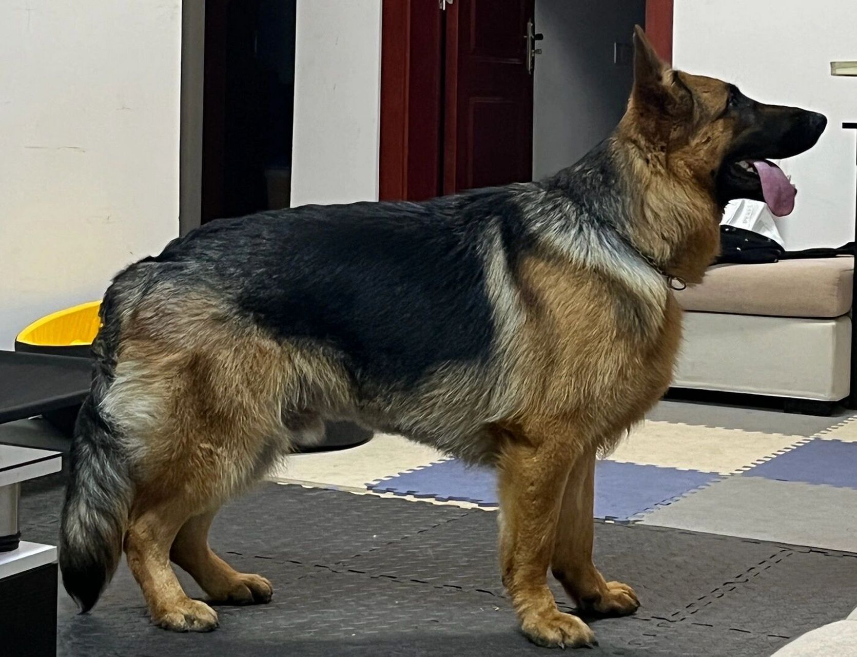 德牧|被脱掉衣服的小狗 我是真的不想给你剃毛 之前只是剃了尾巴 觉得