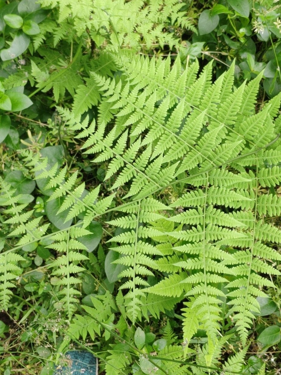 蕨类 鸡爪草