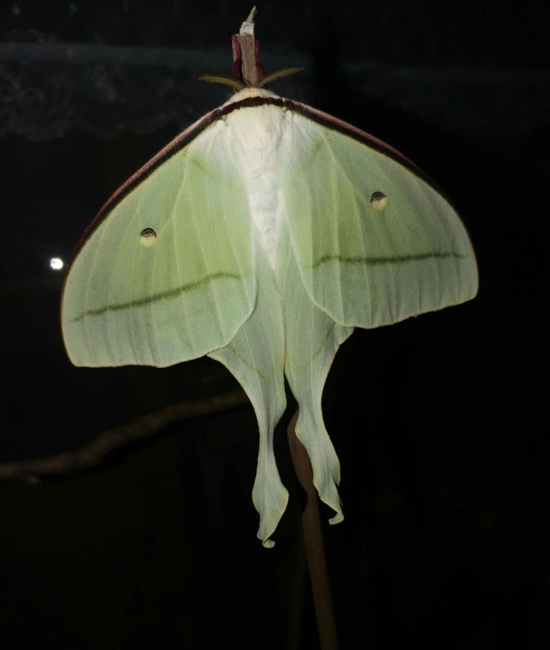 绿尾大蚕蛾——留下短暂的美好     第一次从幼虫养到成虫再到标本