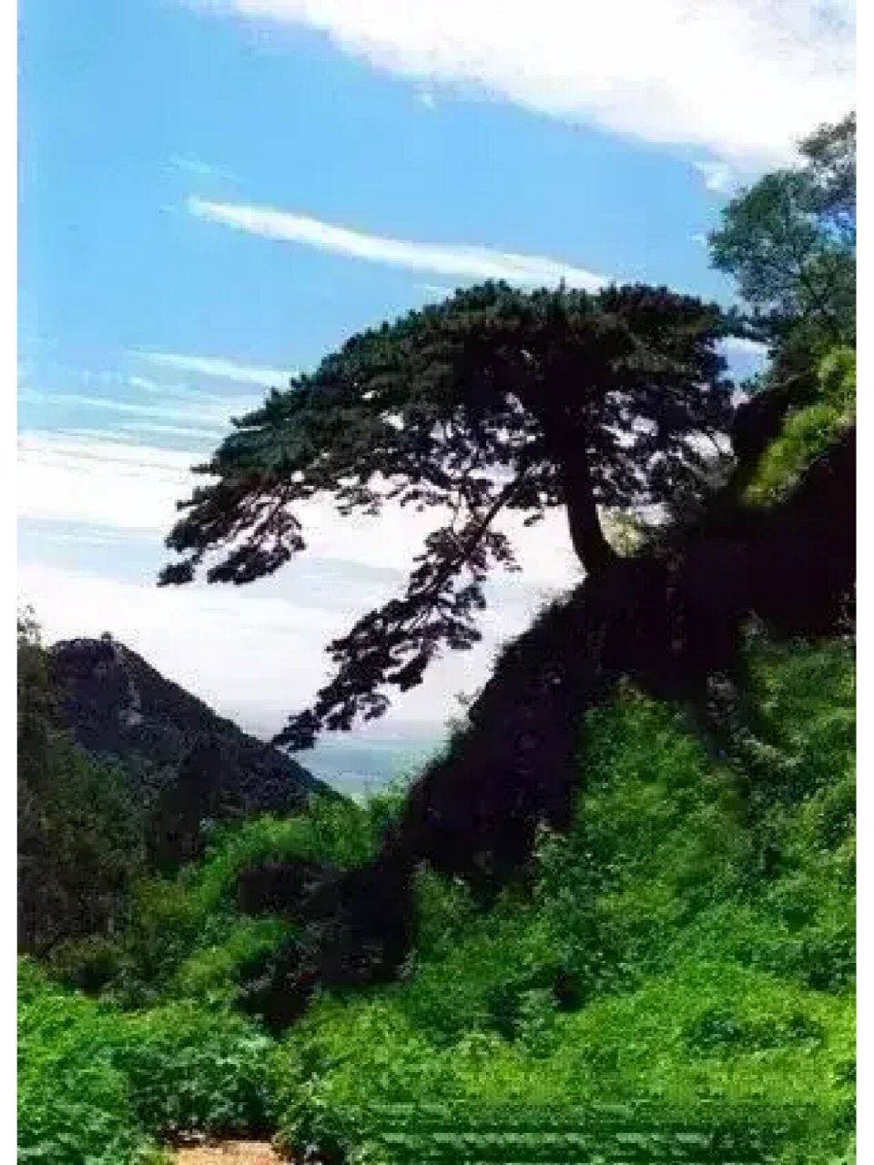 泰山古松:望人松 望人松位于泰山中天门以上的拦住山东侧,海拔920米.