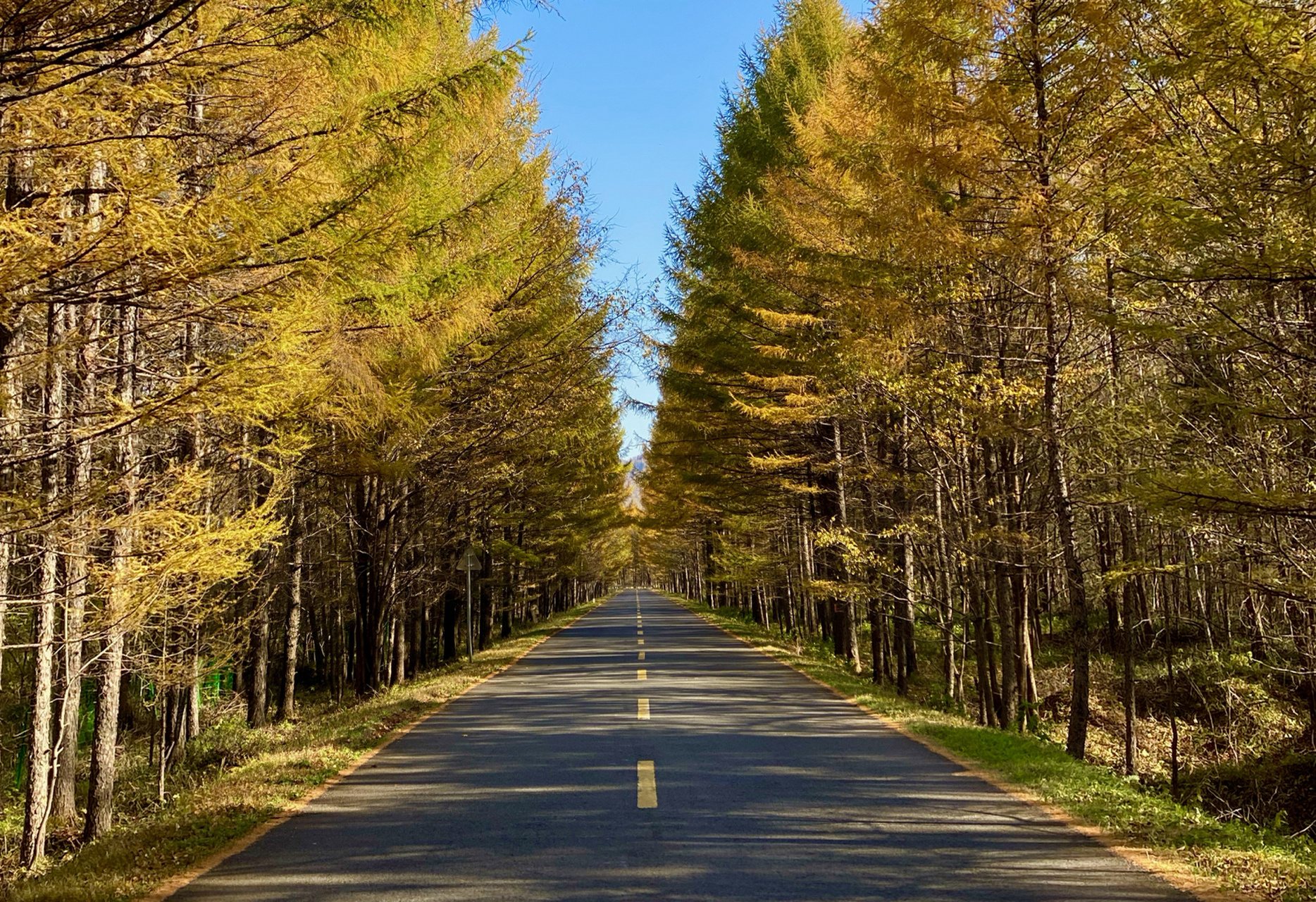 伊春|小兴安岭|乌带公路—最美森林公路|小众 如果你喜欢秋色,那一定