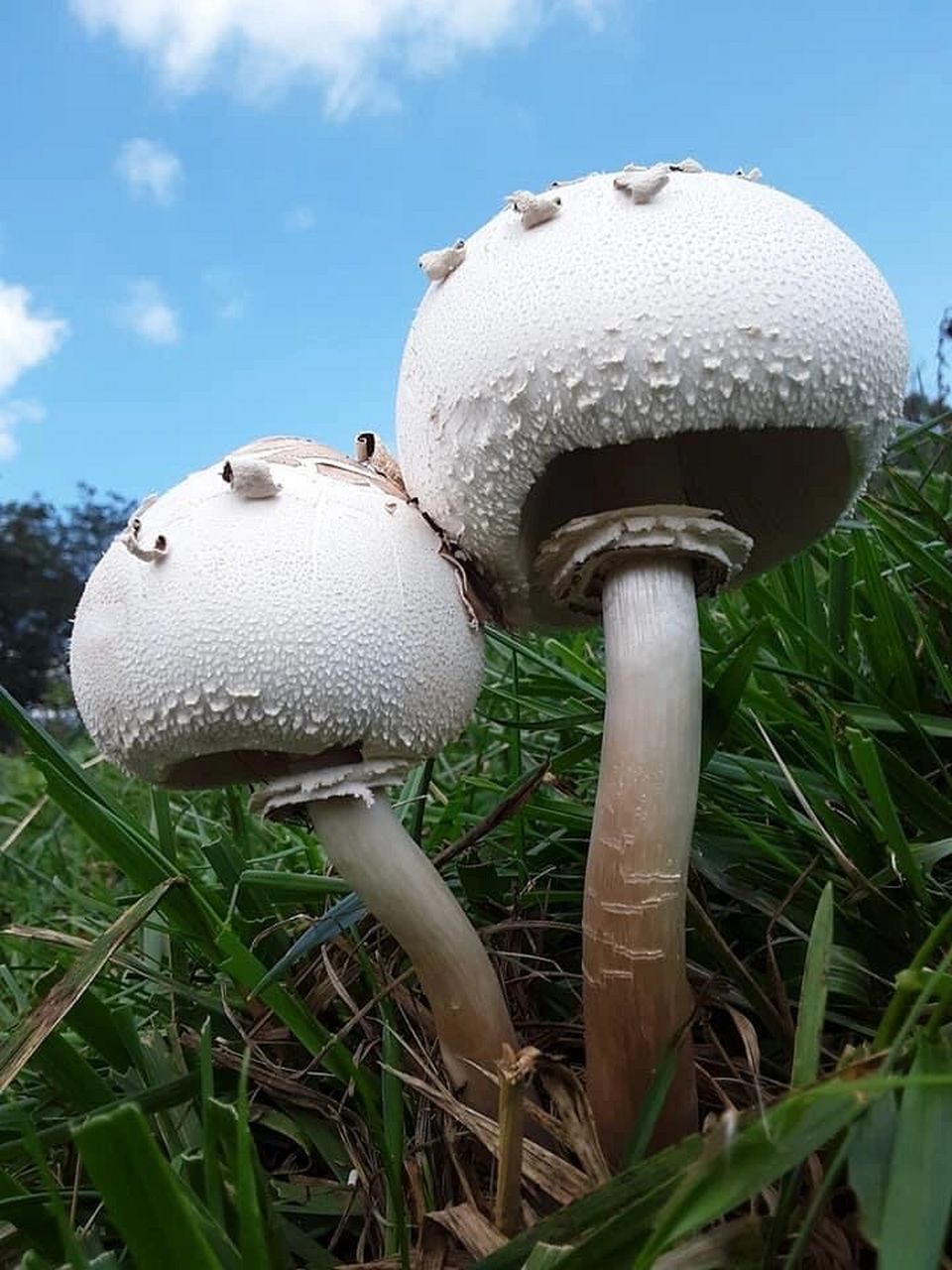 注意了最近大青褶伞大量出没千万别误食了 学名:chlorophyllum molybd