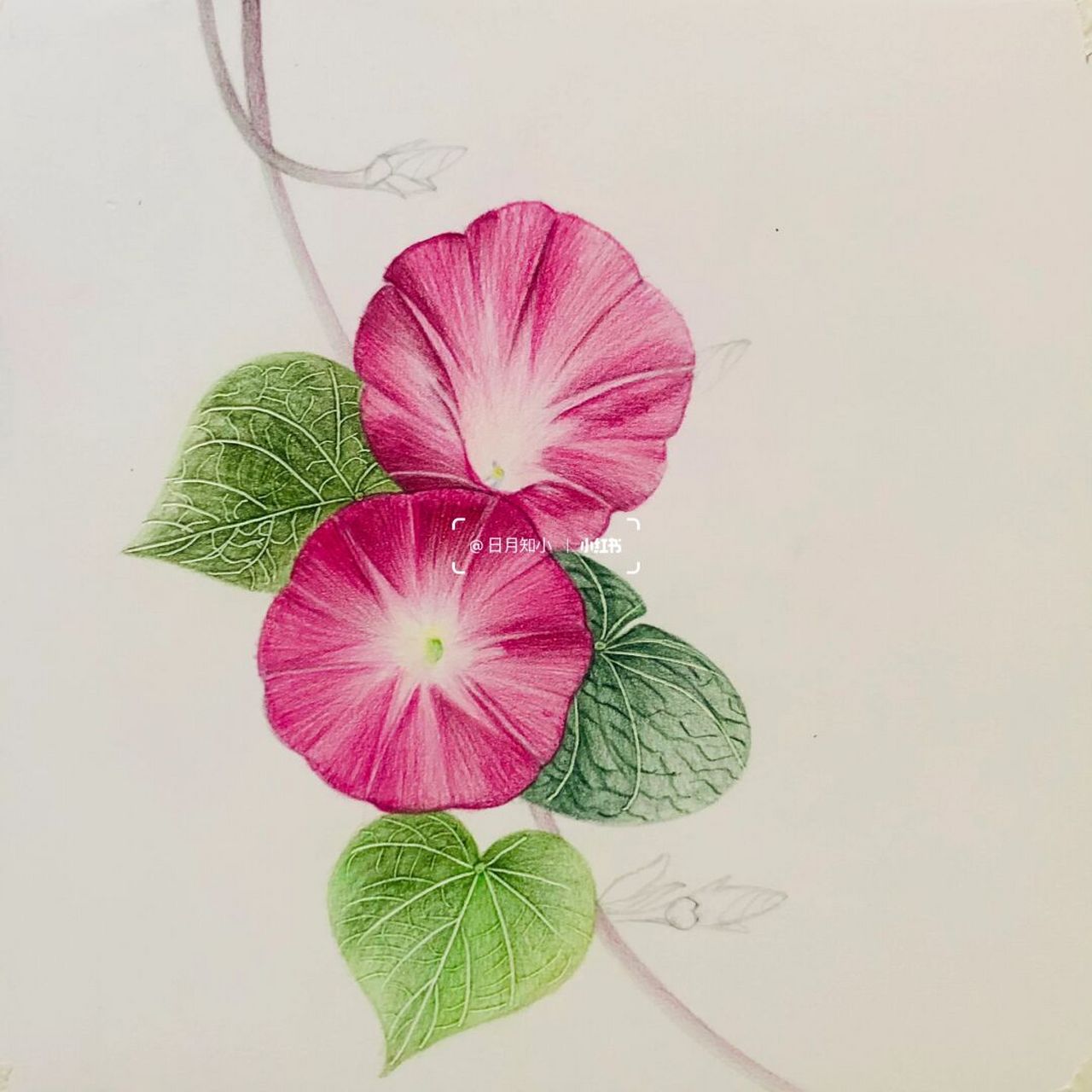 分享我的退休生活##彩铅画# 97编号596(画于北京樱花园)牵牛花系列