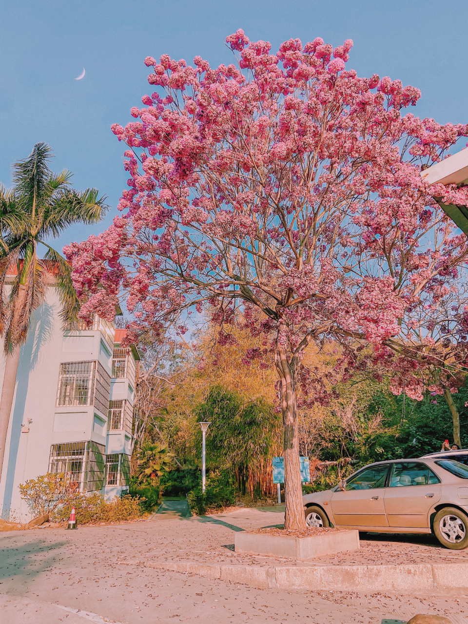 粉花风景木94一棵会开花的树 北方的冬天是白雪皑皑,南方的冬天是