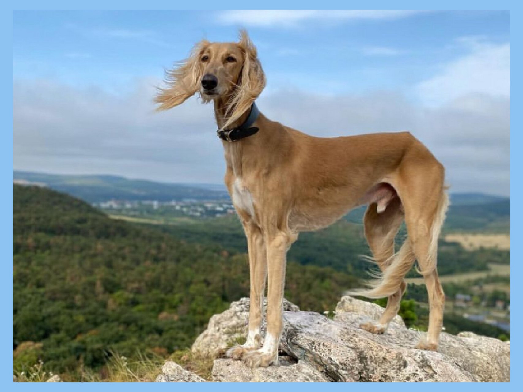 saluki萨路基犬 产自酷热干燥的热带和亚热带沙漠气候区,涵盖了今天的