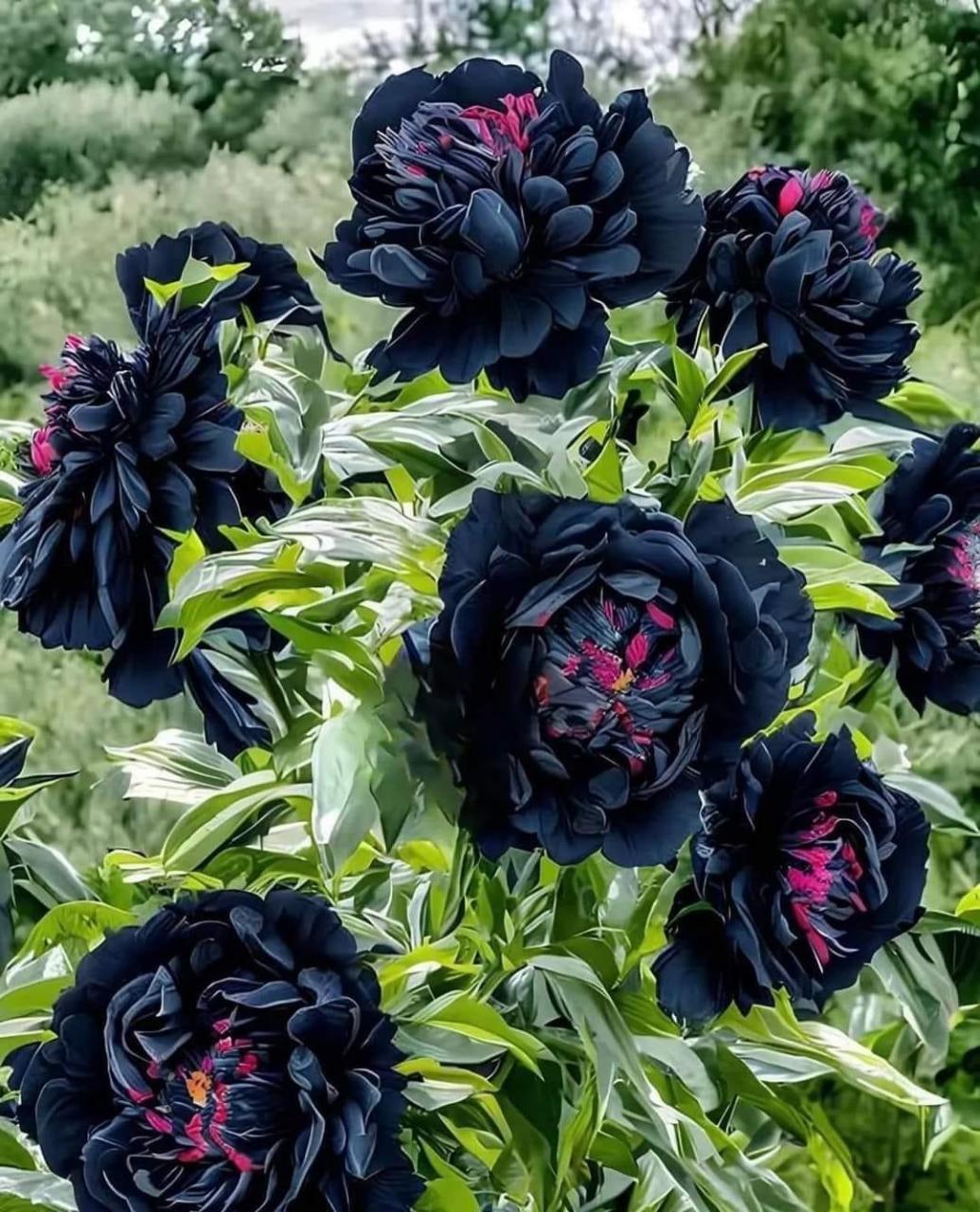 黑牡丹的株型与普通牡丹相似,但花色更为独特.