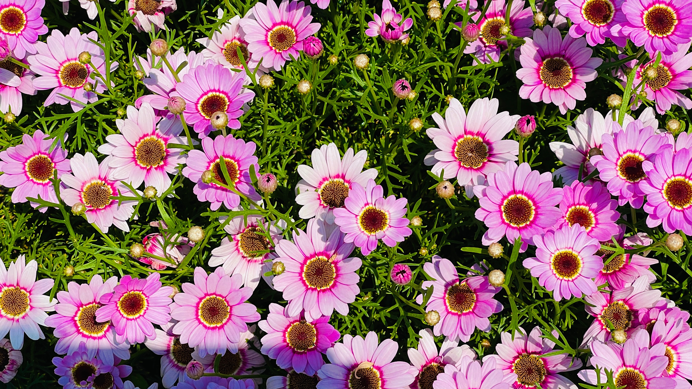 木茼蒿的浪漫你知道吗#木茼蒿又名玛格丽特,也有「少女花」的别称被 