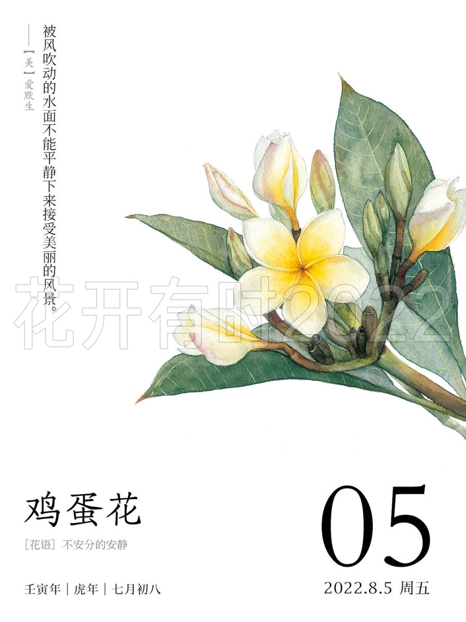 今天的花语—鸡蛋花 花语:不安分的安静 插图作者:dodolog 不安分的