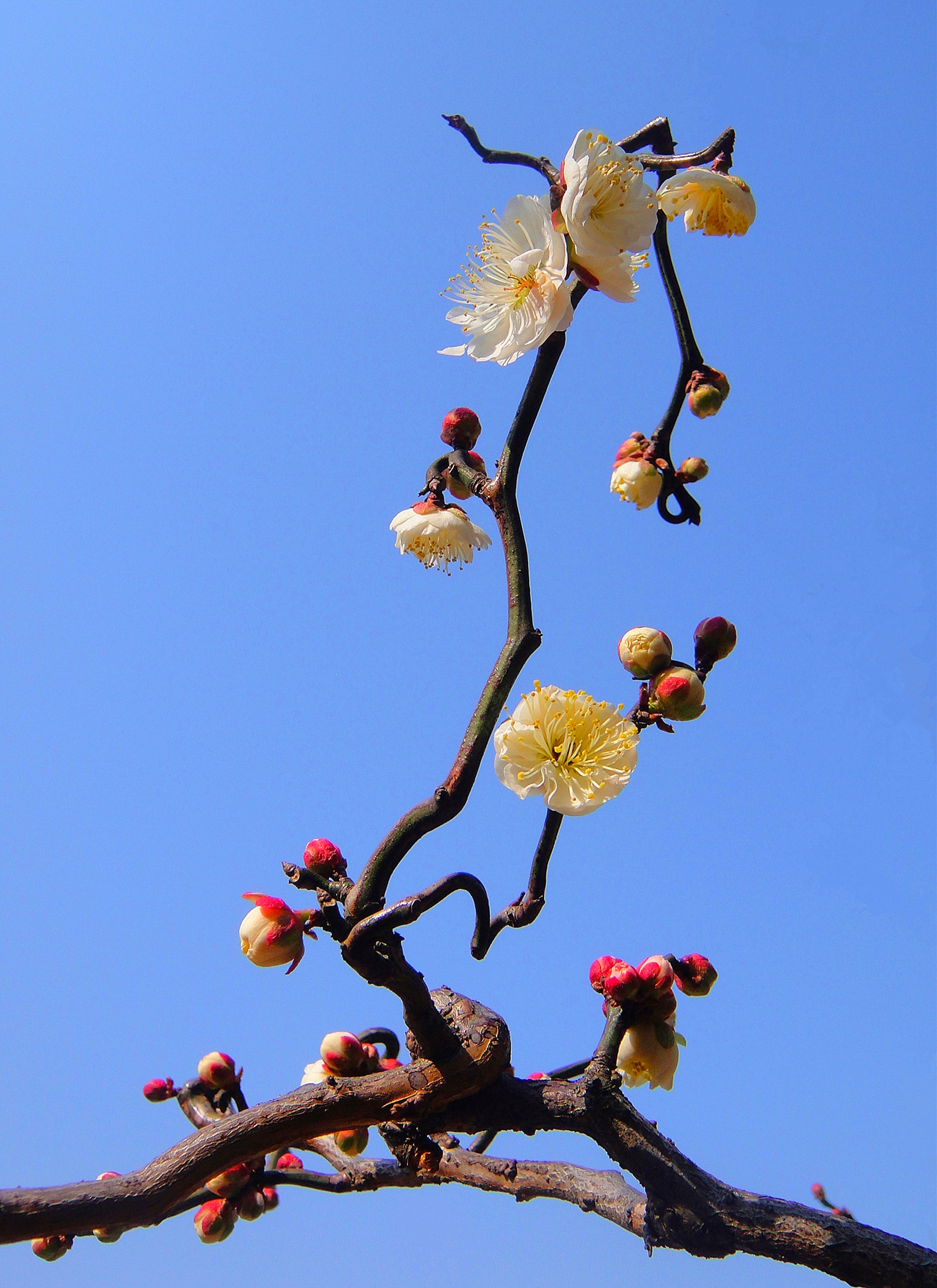 龙游梅花图片欣赏图片