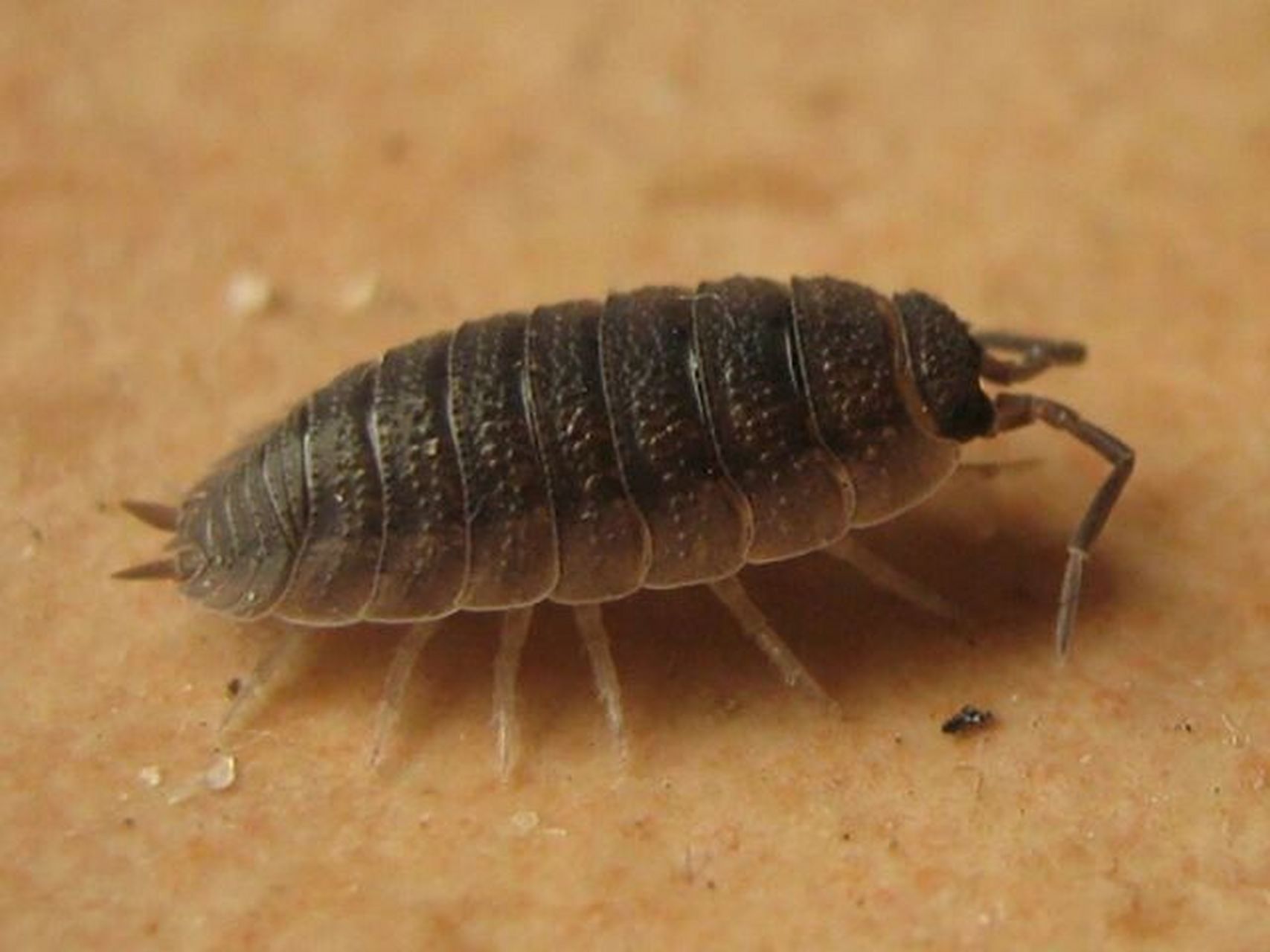 潮虫喜栖息于朽木,腐叶,石块等下面,於石下,潮湿的落叶层和地下室内.