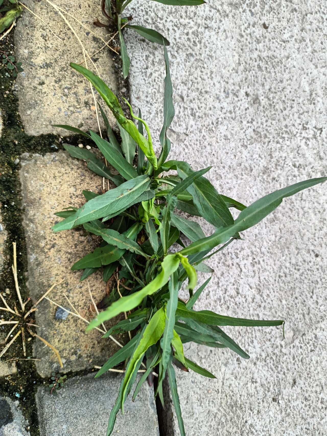 钻石紫菀又叫剪刀菜,燕尾菜,九龙箭等,作为中药的时候,它的名称为"瑞