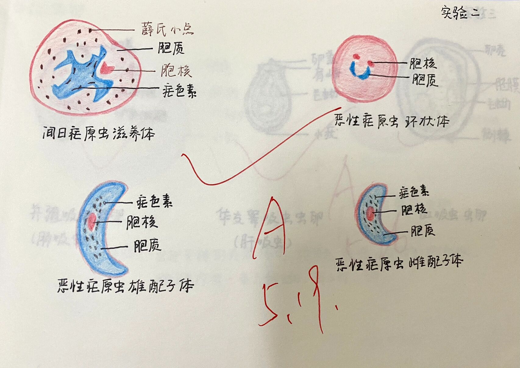 疟原虫小滋养体手绘图图片