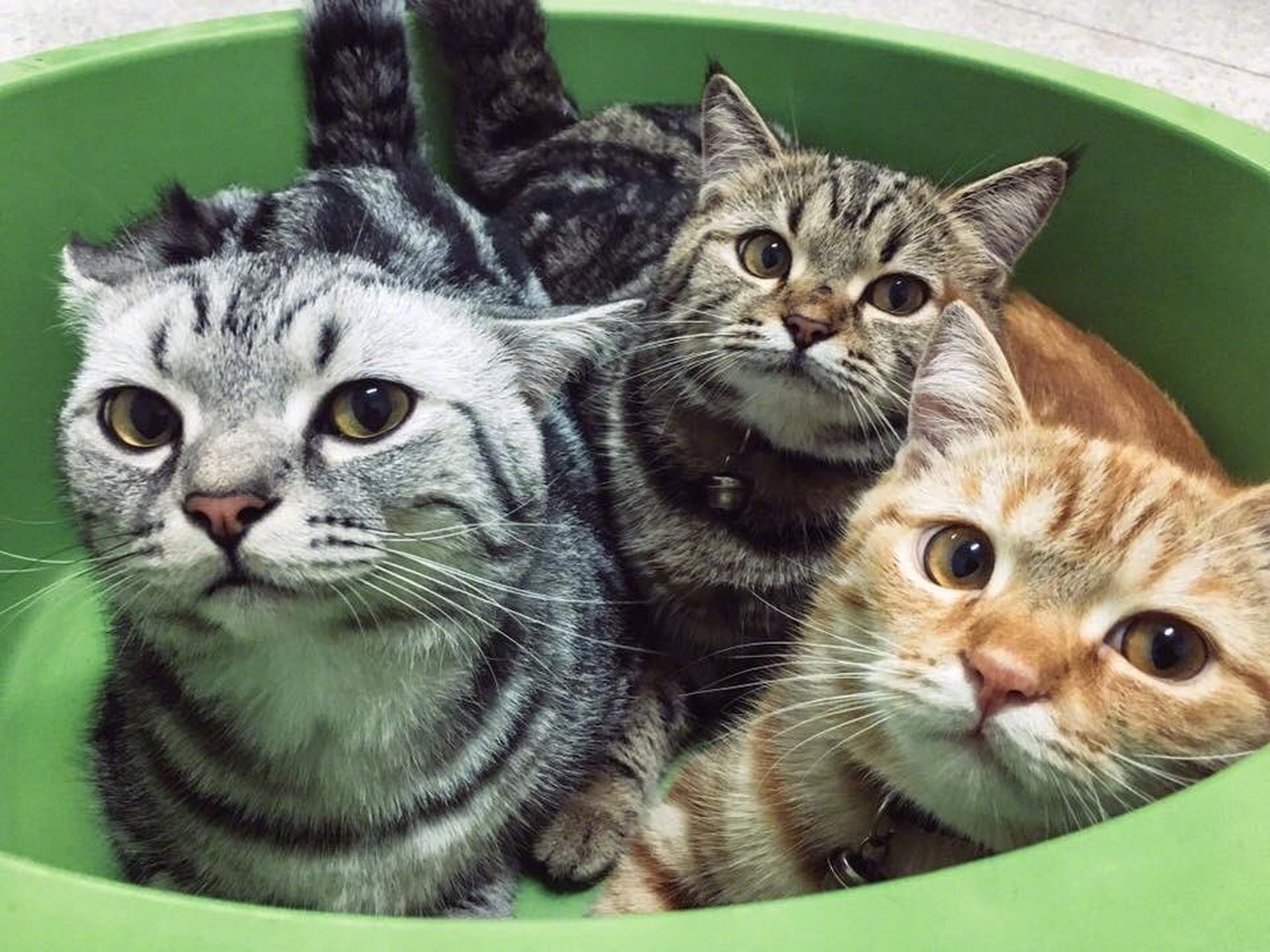 猫咪全家福,最喜欢哪只