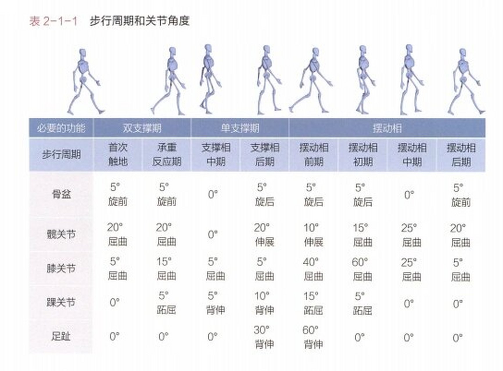 步行周期图片