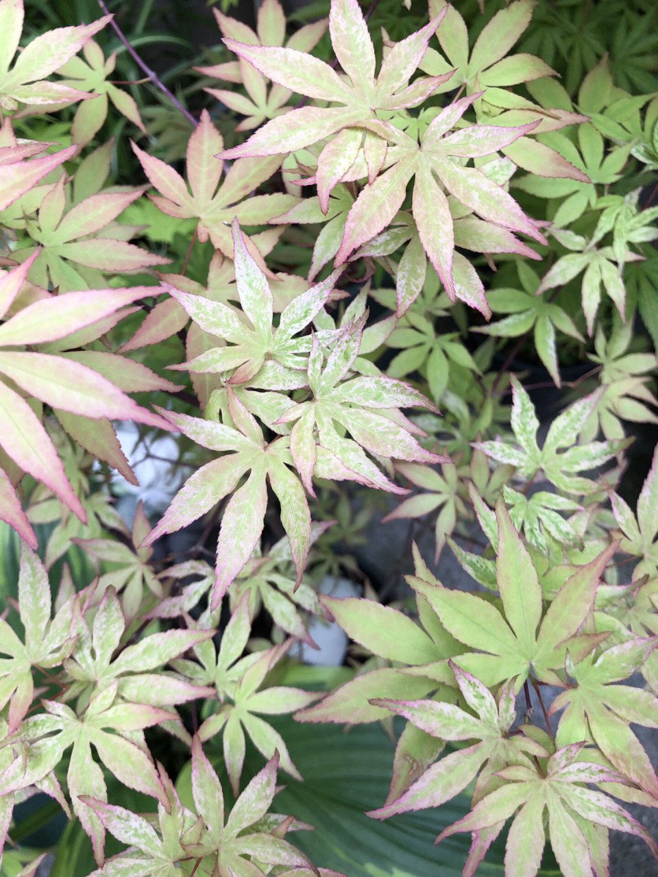 日本枫树—浮云 别真成"浮云"了,今年川渝两地的老苗浮云表现都不错