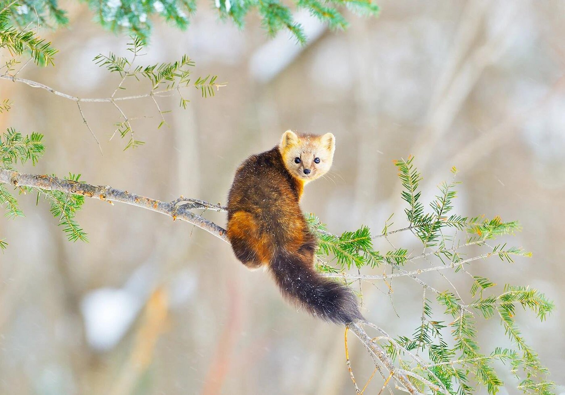每天了解一种动物|紫貂 91中文名:紫貂 91拉丁学名:martes