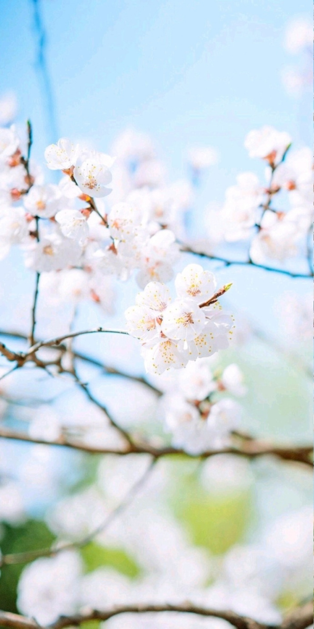 梨花淡白柳深青,柳絮飛時花滿城. 惆悵東欄一株雪,人生看得幾清明.