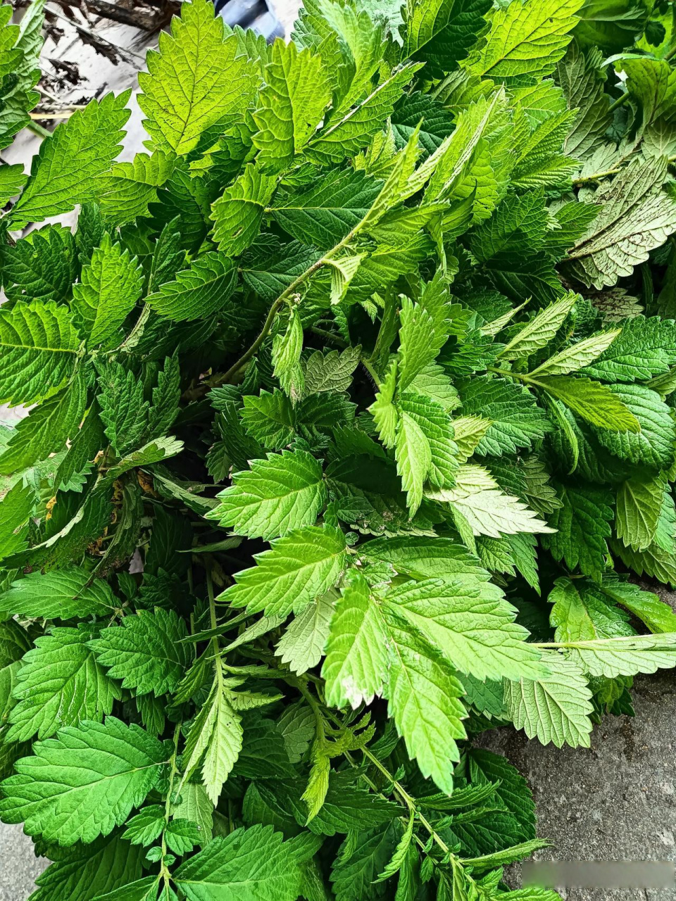 中暑了二次,直接瘦了八斤.端午节老丈人弄来草药"脱力王"煮了给我喝.
