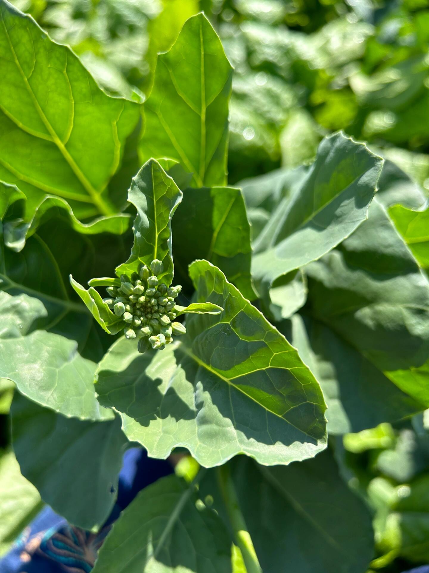 今天开始 关心粮食和蔬菜(芥兰菜02)