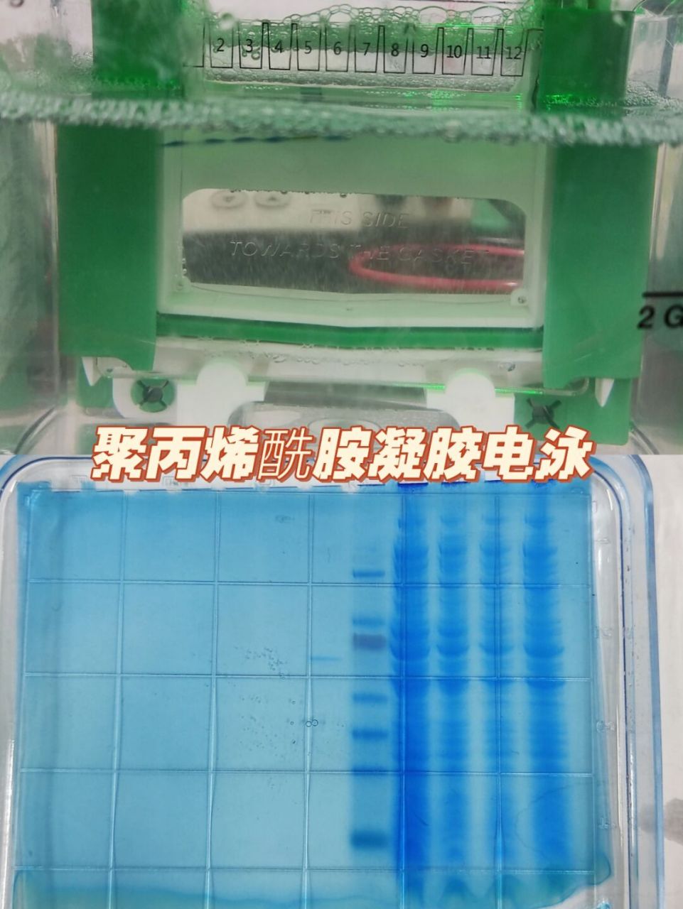 聚丙烯酰胺凝胶电泳是用来跑变性蛋白胶,忽略蛋白的电荷和形状,根据不