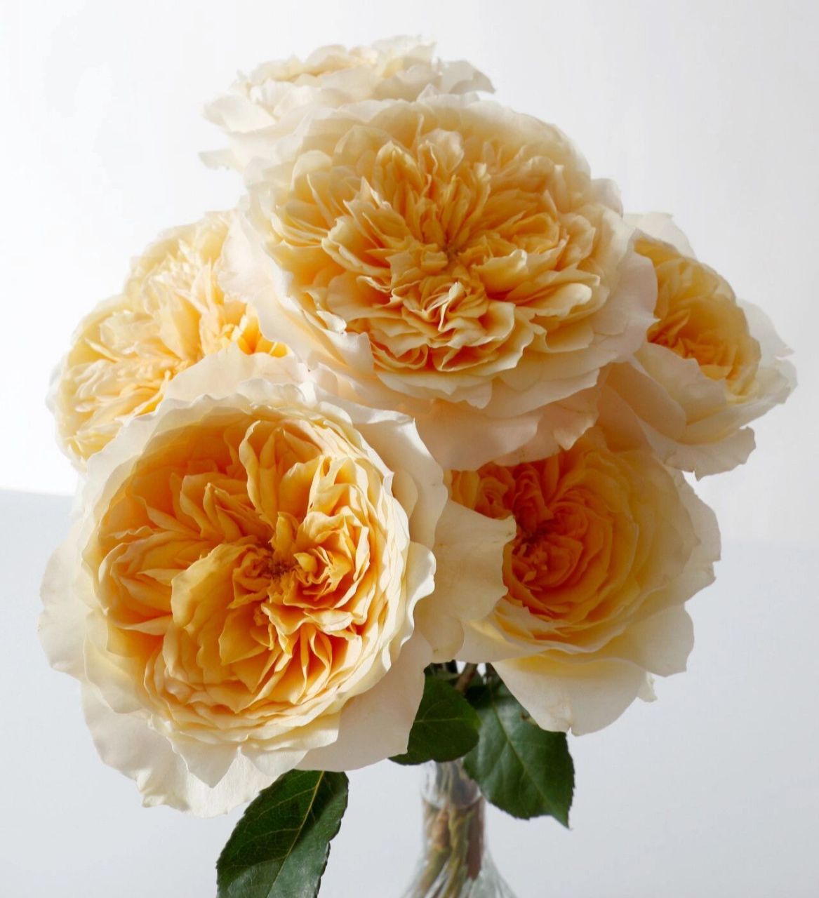 每天认识一种月季 朕去看看爱妃(艾菲)~ 艾菲effie是一款切花月季