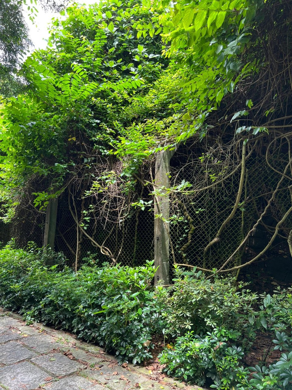 深圳梅林绿道徒步,绿色山野,炎热自在 梅林绿道每年至少会徒步两遍 一