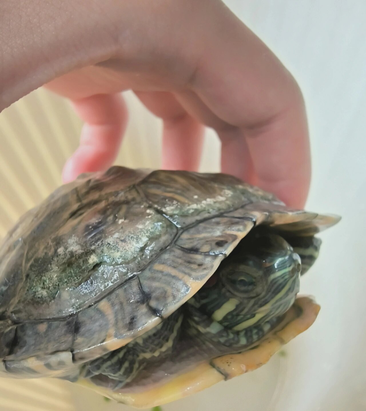 这是白眼病吗 乌龟眼睛里好像有一层白膜,是不是早期白眼病啊 最后一