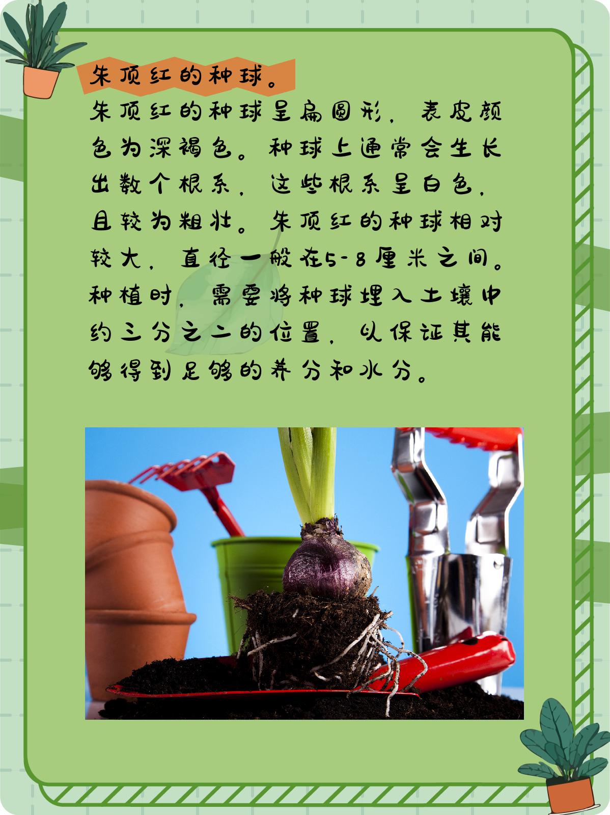 朱顶红与蜘蛛兰种球的区别.@小企的植物小贴士的动态