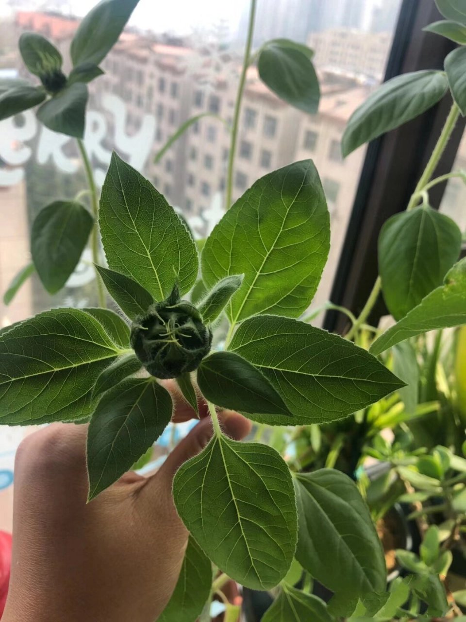 种葵花籽 我的瓜子发芽了,好开心,去干货店买东西,顺便给老板娘要了几