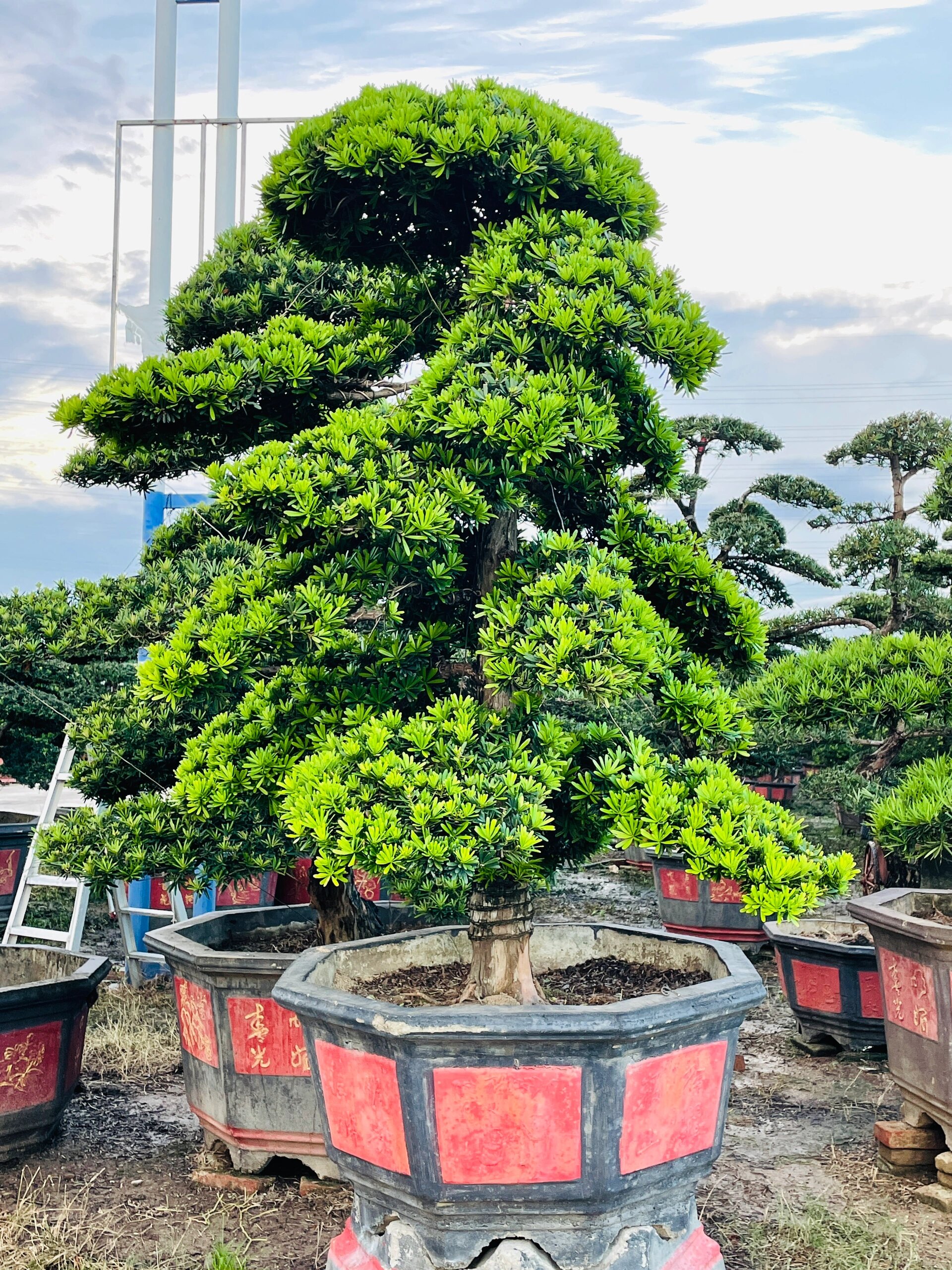 金钻罗汉松 金钻罗汉松,一年四季叶色翠绿,非常养眼