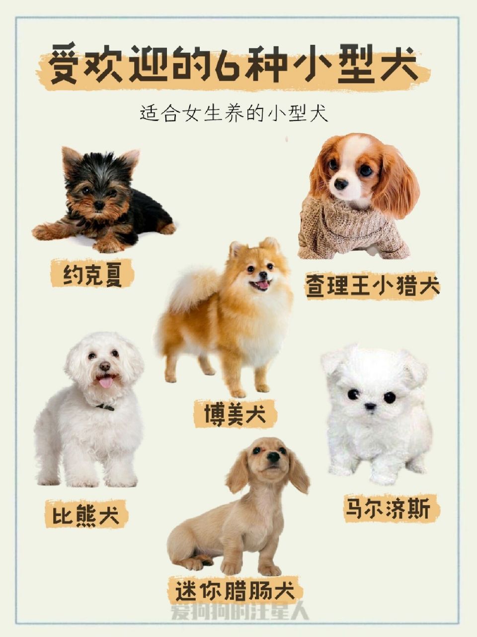 小型犬类品种大全图片