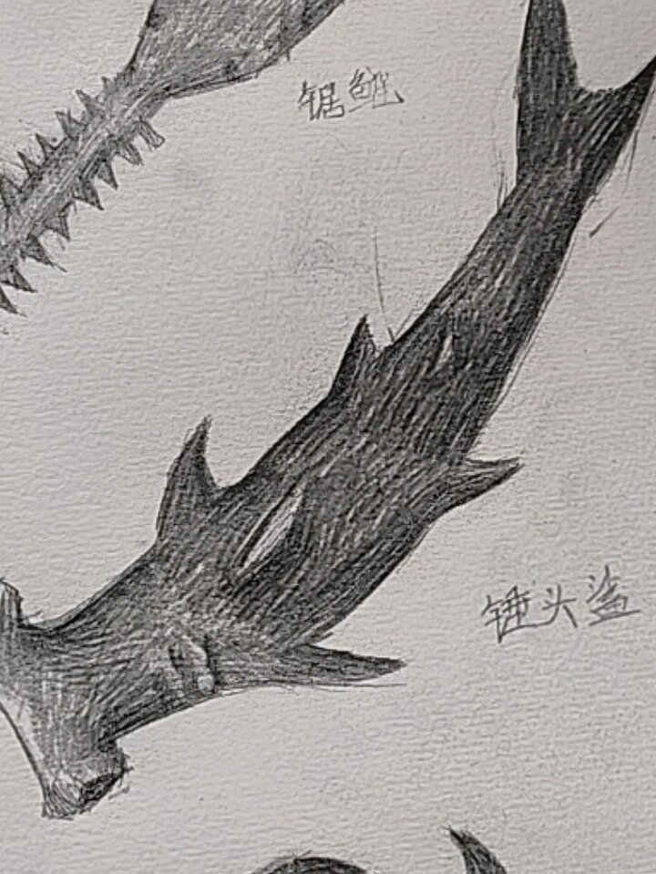 画个锤头鲨