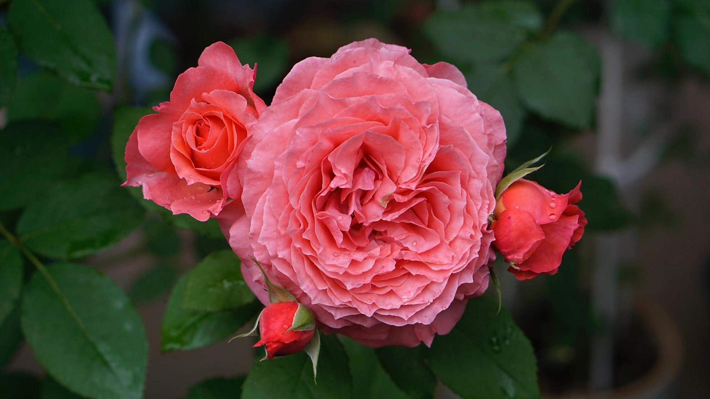 归园月季品种介绍2-珊瑚果冻 珊瑚果冻coral gelee,河本纯子作品,抗病