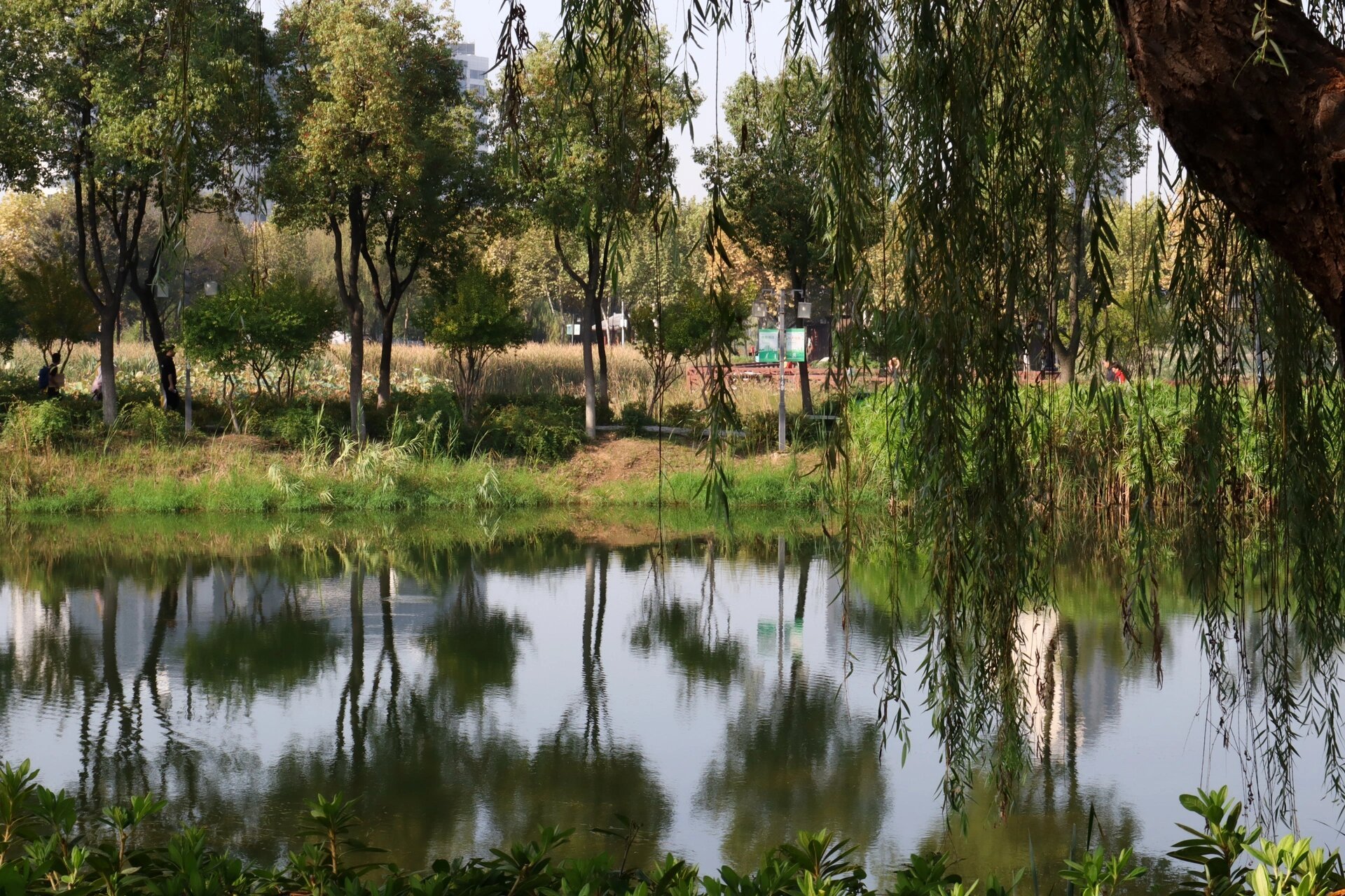 武汉金银湖国家湿地公园景色篇 设备91佳能m50 mark ii 水光潋滟晴